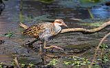 Buff-banded Rail